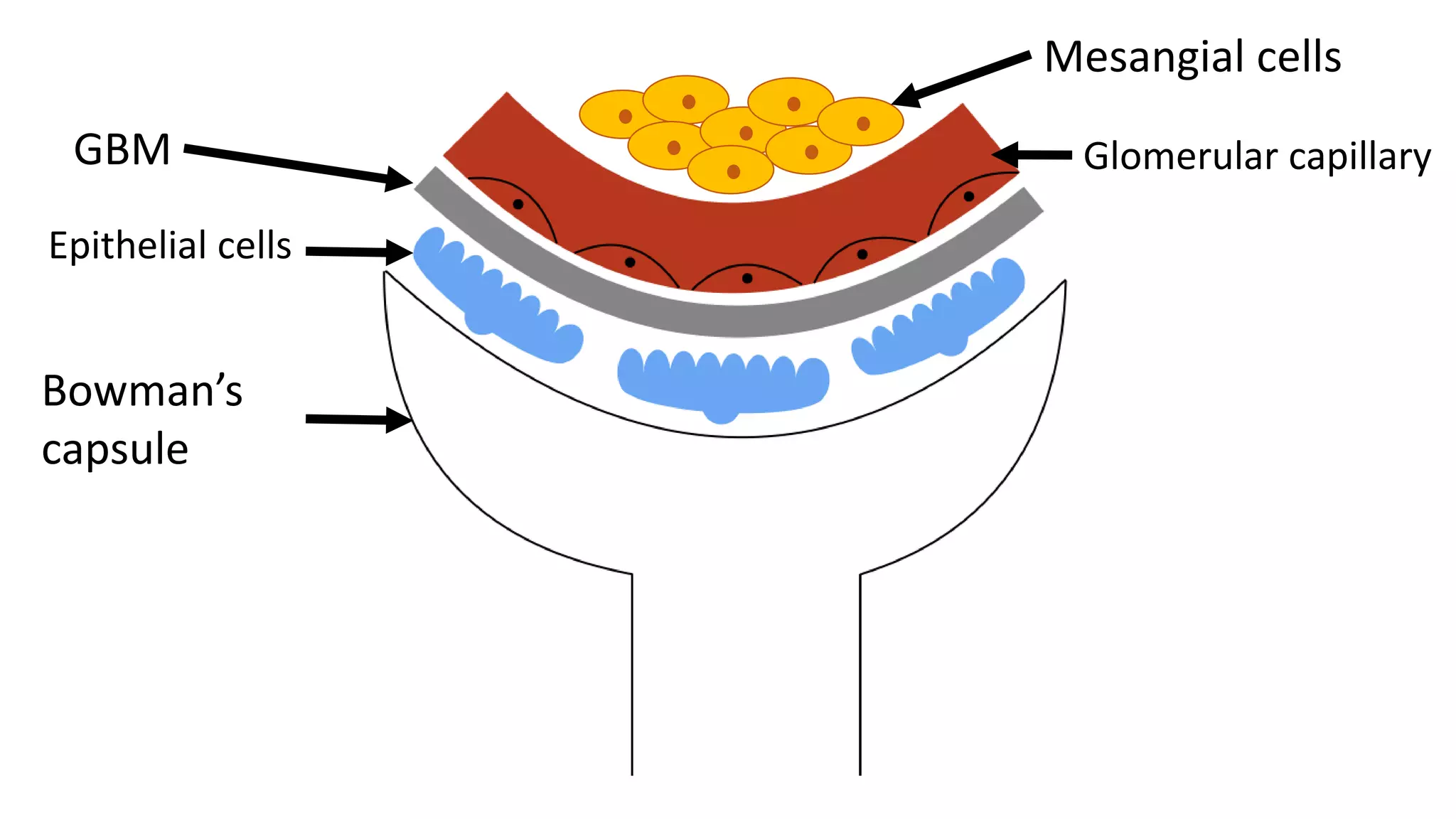 Bowman’s
capsule
Epithelial cells
Mesangial cells
GBM Glomerular capillary
 