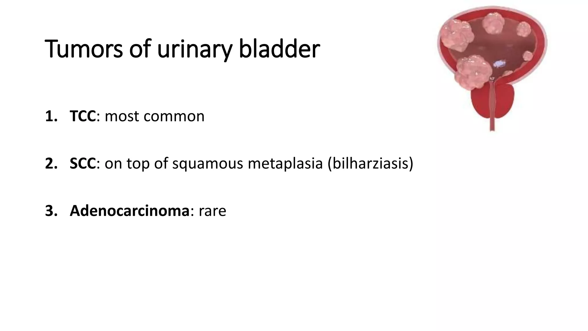 Tumors of urinary bladder
1. TCC: most common
2. SCC: on top of squamous metaplasia (bilharziasis)
3. Adenocarcinoma: rare
 