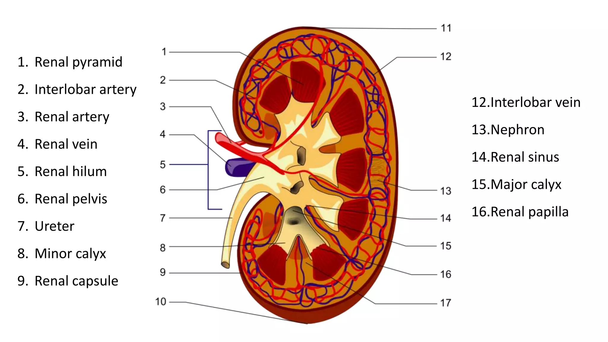 1. Renal pyramid
2. Interlobar artery
3. Renal artery
4. Renal vein
5. Renal hilum
6. Renal pelvis
7. Ureter
8. Minor calyx
9. Renal capsule
12.Interlobar vein
13.Nephron
14.Renal sinus
15.Major calyx
16.Renal papilla
 