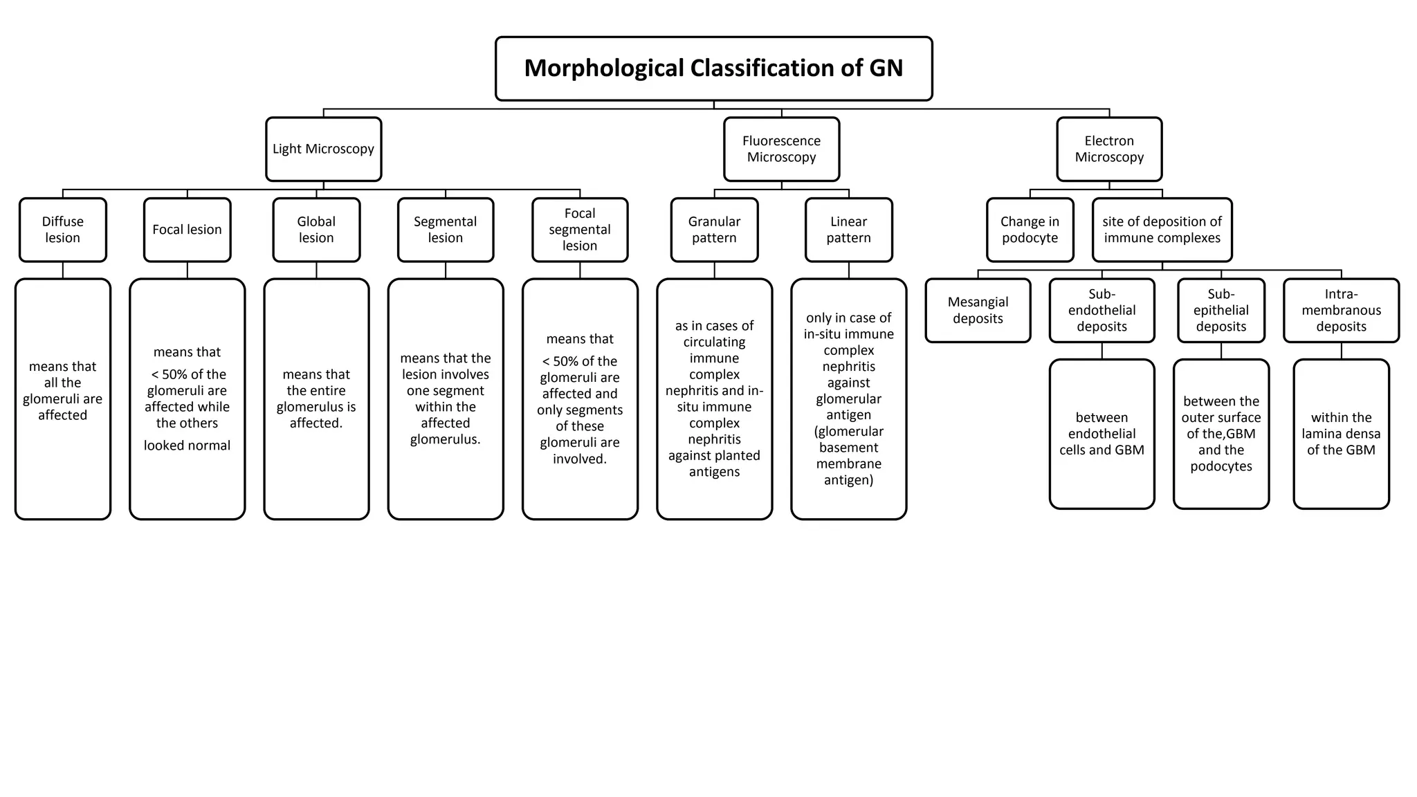 Morphological Classification of GN
Light Microscopy
Diffuse
lesion
means that
all the
glomeruli are
affected
Focal lesion
means that
< 50% of the
glomeruli are
affected while
the others
looked normal
Global
lesion
means that
the entire
glomerulus is
affected.
Segmental
lesion
means that the
lesion involves
one segment
within the
affected
glomerulus.
Focal
segmental
lesion
means that
< 50% of the
glomeruli are
affected and
only segments
of these
glomeruli are
involved.
Fluorescence
Microscopy
Granular
pattern
as in cases of
circulating
immune
complex
nephritis and in-
situ immune
complex
nephritis
against planted
antigens
Linear
pattern
only in case of
in-situ immune
complex
nephritis
against
glomerular
antigen
(glomerular
basement
membrane
antigen)
Electron
Microscopy
Change in
podocyte
site of deposition of
immune complexes
Mesangial
deposits
Sub-
endothelial
deposits
between
endothelial
cells and GBM
Sub-
epithelial
deposits
between the
outer surface
of the,GBM
and the
podocytes
Intra-
membranous
deposits
within the
lamina densa
of the GBM
 