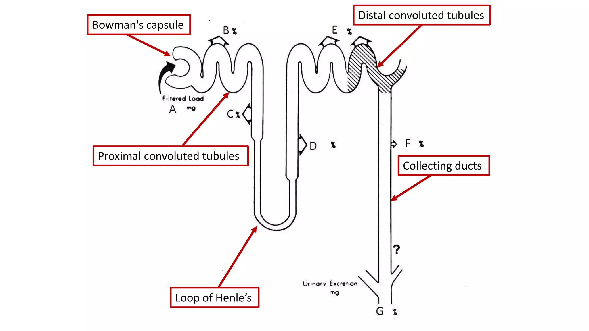 Bowman's capsule
Proximal convoluted tubules
Loop of Henle’s
Distal convoluted tubules
Collecting ducts
 