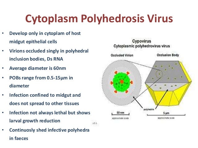 Viral Biopesticides