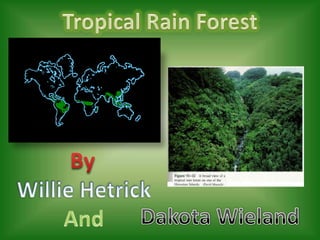 Tropical Rain Forest By Willie Hetrick And Dakota Wieland 