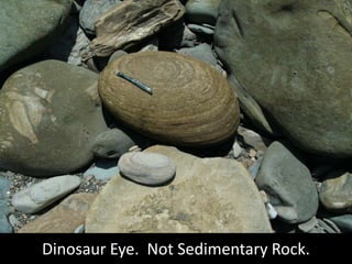 Dinosaur Eye.  Not Sedimentary Rock.<br />
