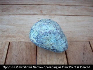 Opposite View Shows Narrow Spreading as Claw Point is Pierced.<br />