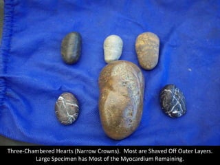Three-Chambered Hearts (Narrow Crowns).  Most are Shaved Off Outer Layers.  <br />Large Specimen has Most of the Myocardiu...