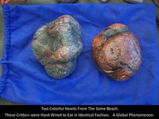  Two Colorful Hearts From The Same Beach.<br />These Critters were Hard-Wired to Eat in Identical Fashion.   A Global Phen...