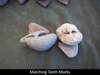  Matching Teeth Marks.<br />