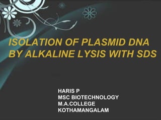 HARIS P MSC BIOTECHNOLOGY M.A.COLLEGE KOTHAMANGALAM ISOLATION OF PLASMID DNA BY ALKALINE LYSIS WITH SDS 