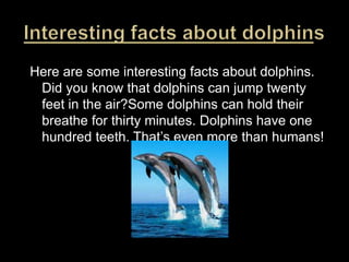 Interesting facts about dolphins Here are some interesting facts about dolphins. Did you know that dolphins can jump twenty feet in the air?Some dolphins can hold their breathe for thirty minutes. Dolphins have one hundred teeth. That’s even more than humans!
