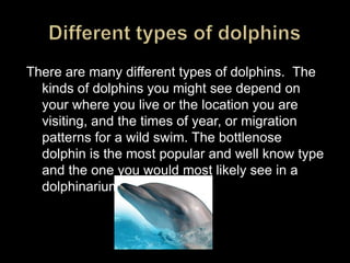Different types of dolphinsThere are many different types of dolphins.  The kinds of dolphins you might see depend on your where you live or the location you are visiting, and the times of year, or migration patterns for a wild swim. The bottlenose dolphin is the most popular and well know type and the one you would most likely see in a dolphinarium.