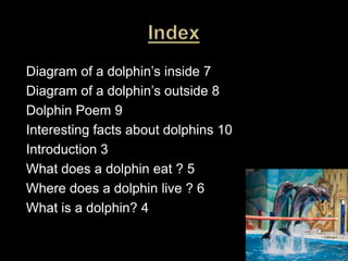 IndexDiagram of a dolphin’s inside 7Diagram of a dolphin’s outside 8Dolphin Poem 9Interesting facts about dolphins 10Introduction 3What does a dolphin eat ? 5Where does a dolphin live ? 6What is a dolphin? 4