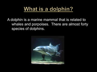 What is a dolphin? A dolphin is a marine mammal that is related to whales and porpoises.  There are almost forty species of dolphins.