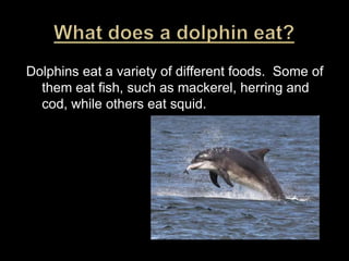 What does a dolphin eat?Dolphins eat a variety of different foods.  Some of them eat fish, such as mackerel, herring and cod, while others eat squid.