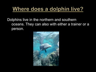 Where does a dolphin live?Dolphins live in the northern and southern oceans. They can also with either a trainer or a person.