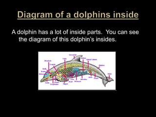 Diagram of a dolphins insideA dolphin has a lot of inside parts.  You can see the diagram of this dolphin’s insides.