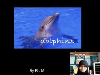 Dolphins By R . M 