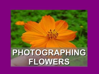 PHOTOGRAPHING FLOWERS 