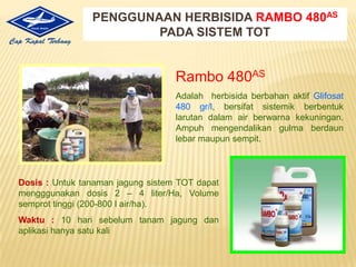 Areal yang memilikipersediaan air yang cukupdengancurahhujanmerata.PersyaratanMusimBilamusimkemarauPersediaan air irigasiharuslancar agar pertumbuhanvegetatiftanamanjagungmenjadilebih optimal.BilaMusimHujanUsahakan agar saatpanenterjadipadakonsisilingkungankeringTemperatur optimum untukperkecambahan : 29 – 32o C