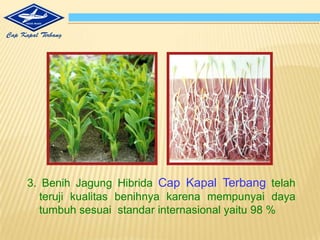 Tanah yang gemburdapatmeningkatkankese-ragamanperkecambahan, pemunculandan per-tumbuhantanaman