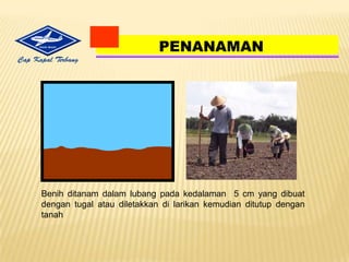 MelancarkanDrainase (pemasukandanpembuangan air)2. MACAM PENGOLAHAN TANAHOlah Tanah Konvensional /Sempurna.