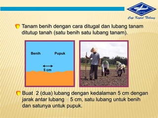 Olah Tanah Sistem TOT (TanpaOlah Tanah).1. OLAH TANAH KONVENSIONALPengolahan Tanah secarakonvensionalmerupakansistempengolahan yang umumnyadilakukanpetanidengancaradibajakdandigarusecara manual maupunmekanis agar tanahmenjadilebihgembur, suburdanmudahditanami.SEBELUM SESUDAH 