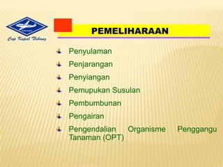 PENANAMAN DENGAN SISTEM TOTMematikangulmadenganherbisidaRambo 480ASHamparangulma yang matisetelahdisemprotherbisidaMerobohkandanmeratakangulmamenggunakankayuGulma yang sudah rata dibuatbidangtanamsesuailarikandanjaraktanamBekasgulmaberfungsisebagaimulsauntuk men-jagakelembabandan me-ngurangipenguapan airMenanambenihjagungdengancaraditugal