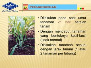 SIKLUS KEGIATAN BUDIDAYA TANPA OLAH TANAHALAT TUGALPUPUKBENIH5. Setelahpanen, lahandapatdi-siapkanuntukpenanamanko-moditasberi-kutnya. 4. Laksanakankegiatanbudi-dayajagung hi-bridasesuaipe-tunjuk.1. Gulmadi-semprot de-nganherbisidaRambo 480ASsesuaianjuran2. Setelahgulmamengering, ro-bohkandengan drum ataualat bantu lainnya3. Masukkanbenihdanpupukdalamlubangterpisah
