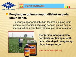 PENGGUNAAN HERBISIDA RAMBO 480AS PADA SISTEM TOTRambo 480ASAdalahherbisidaberbahanaktifGlifosat 480 gr/l, bersifatsistemikberbentuklarutandalam air berwarnakekuningan. Ampuhmengendalikangulmaberdaunlebarmaupunsempit.Dosis: Untuktanamanjagungsistem TOT dapatmengggunakandosis 2 – 4 liter/Ha, Volume semprottinggi (200-800 l air/ha).Waktu:10 harisebelumtanamjagungdanaplikasihanyasatu kali