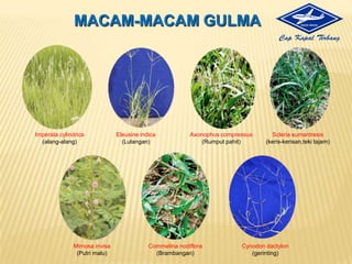 PERSIAPAN TANAMPemilihanVarietasBenihPersiapanPemupukanDasar  (PupukOrganikmaupunPupukAnorganik)Penyiapan Media SulamPembuatanJarakTanamPersiapanPeralatan