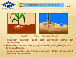 PilihBenihJagungHibridakarena :Produktivitaslebihtinggi.Sifat-sifatnyalebihunggul.Tanamanmaupuntongkolseragam.Lebihterjaminkualitasnya. Lebihtahanterhadaphamadanpenyakit