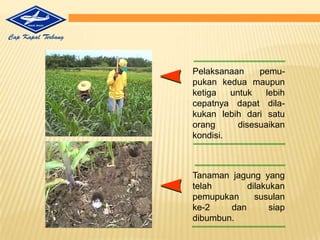 PertimbanganMengapaMemilihBenihCap KapalTerbang?1.Merupakan hasilpenelitianparaahli yang dilakukansecarasistematisdanterusmenerus, sertatelahmelaluiserangkaianprosespengujiandilapangan.