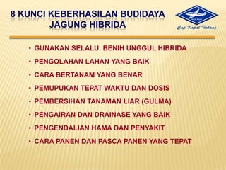 8 KUNCI KEBERHASILAN BUDIDAYA JAGUNG HIBRIDAGUNAKAN SELALU  BENIH UNGGUL HIBRIDA
