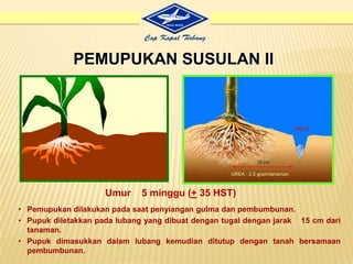 Produksi TinggiPetani Sejahtera2.Benih jagung yang sudahdiprosesmasihdiberiperlakuanpestisidasehinggaamandanter-lindungidariseranganhamadanpenyakittanaman.