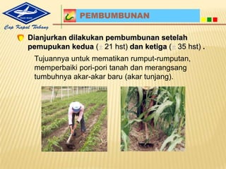 3. BenihJagungHibridaCap KapalTerbangtelahterujikualitasbenihnyakarenamempunyaidayatumbuhsesuaistandarinternasionalyaitu 98 %