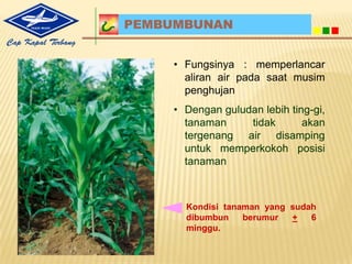 Lokal Hibrida4. PenampilanTanaman, TongkolmaupunProduksiBenihJagungHibridaCap KapalTerbanglebihungguldibandingkanjagunglokalmaupunhibridalainnya.