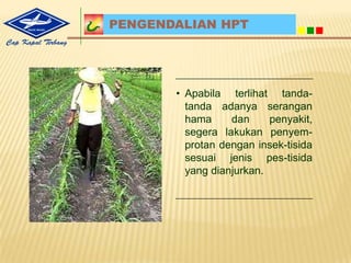 Produksi TinggiPetani SejahteraTanaman seragam dan tahan robohBiji jagung nancep dalam, janggel kecil dan rendemen tinggi (82-84%)Potensi hasil mencapai 12,4 ton pipil kering per hektarBisa dipanen umur 99 hstToleran penyakit bulai, tahan karat daun dan hawar daun
