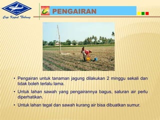 PERSIAPAN PERALATANPeralatan yang digunakandalambudidayajagungantara lain : Tugal, Cangkul, SabitdanAritTugal : Digunakanuntukmembuatlubangtanamdanlubangtempatpupuk. SaatinitugaladaduamacamyaitutugalmatasatudantugalmataduaTugalmatasatudapatdibuatdarikayudenganujungruncing.Tugalmataduadigunakanuntukmembuatlubangtanamdanlubangpupuksekaligussecarabersamaan