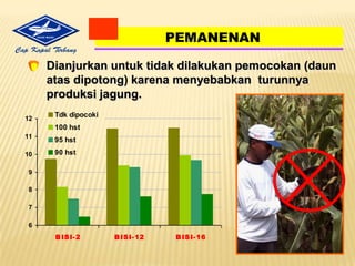 PENANAMANBenihditanamdalamlubangpadakedalaman5 cm yang dibuatdengantugalataudiletakkandilarikankemudianditutupdengantanah