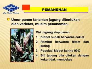Tanambenihdengancaraditugaldanlubangtanamditutuptanah (satubenihsatulubangtanam).BenihPupuk5 cmBuat  2 (dua) lubangdengankedalaman 5 cm denganjarakantarlubang ± 5 cm, satulubanguntukbenihdansatunyauntukpupuk. 