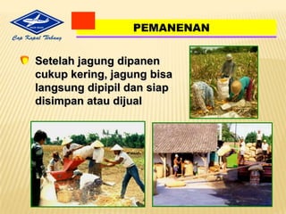 PEMBERIAN PUPUK DILAKSANAKAN BERSAMAANPADA SAAT PENANAMAN