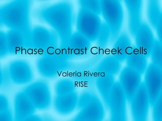 Phase Contrast Cheek Cells Valeria Rivera RISE 