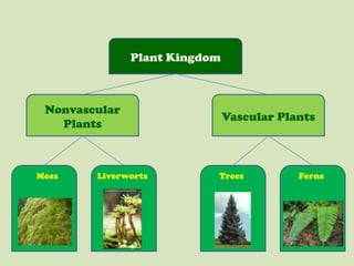 Plant Kingdom Nonvascular Plants Vascular Plants Moss Liverworts Trees Ferns 