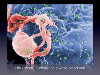 HIV (green) budding on a white blood cell
 