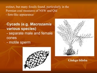 extinct, but many fossils found, particularly in the Permian coal measures of NSW and Qld - fern-like appearance Cycads (e.g.  Macrozamia  various species) - separate male and female cones - motile sperm Ginkgo biloba 