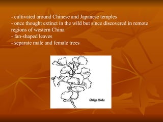 - cultivated around Chinese and Japanese temples - once thought extinct in the wild but since discovered in remote regions of western China - fan-shaped leaves - separate male and female trees 