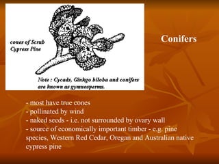 - most have true cones - pollinated by wind - naked seeds - i.e. not surrounded by ovary wall - source of economically important timber - e.g. pine species, Western Red Cedar, Oregan and Australian native cypress pine Conifers 