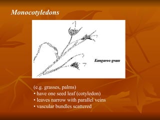 (e.g. grasses, palms) •  have one seed leaf (cotyledon) •  leaves narrow with parallel veins •  vascular bundles scattered Monocotyledons 