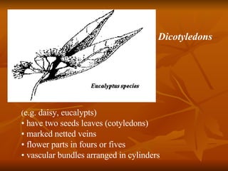 ( e.g. daisy, eucalypts) •  have two seeds leaves (cotyledons) •  marked netted veins •  flower parts in fours or fives •  vascular bundles arranged in cylinders Dicotyledons 