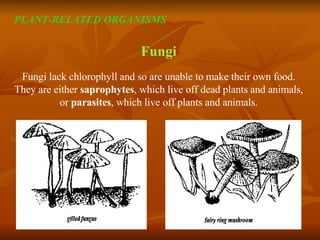 Fungi Fungi lack chlorophyll and so are unable to make their own food. They are either  saprophytes , which live off dead plants and animals, or  parasites , which live off plants and animals. PLANT-RELATED ORGANISMS 